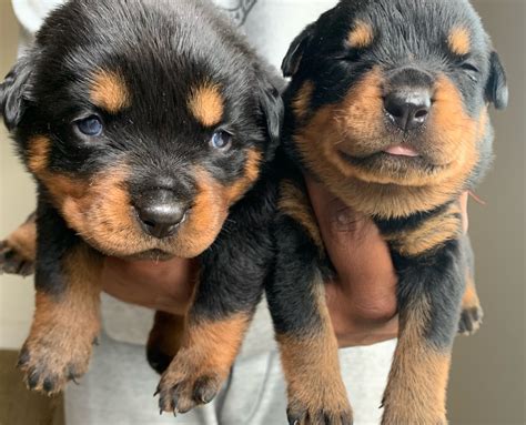 Female Rottweiler puppies both parents are imported in from Serbia With top names like Dr. . Rottweiler puppies for sale in ga